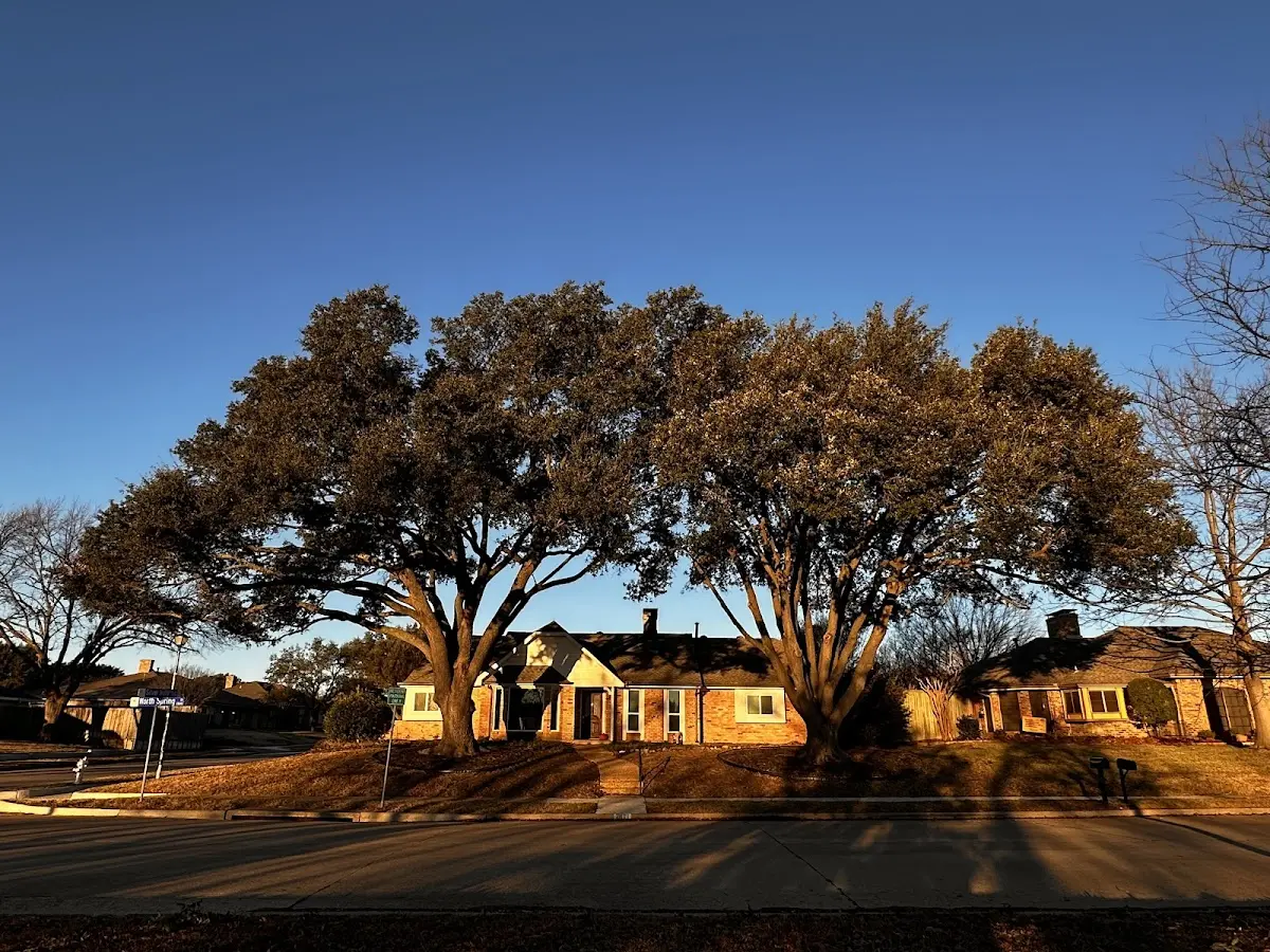 Established residential canopy tree shading a home in Osceola